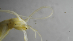 Nicoletiidae