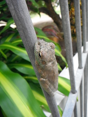 Itapotihyla langsdorffii