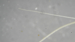 Nicoletiidae