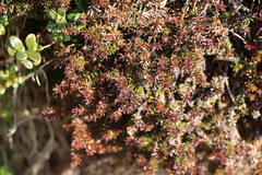 Empetreae