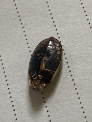 Acilius semisulcatus