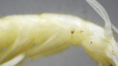 Nicoletiidae