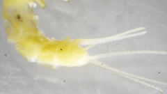 Nicoletiidae