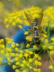 Myzinum carolinianum
