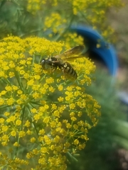 Myzinum carolinianum