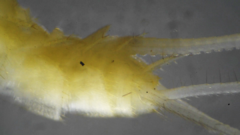 Nicoletiidae