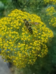 Myzinum carolinianum