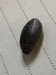 Acilius semisulcatus