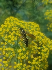 Myzinum carolinianum