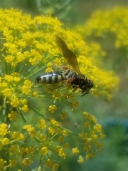 Myzinum carolinianum
