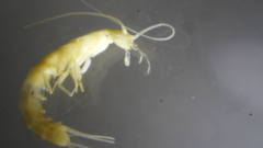 Nicoletiidae