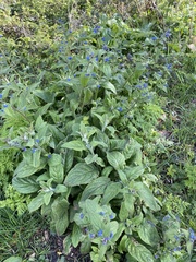 Pentaglottis sempervirens