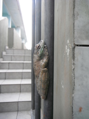 Itapotihyla langsdorffii