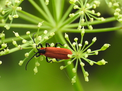Lygistopterus sanguineus