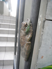 Itapotihyla langsdorffii