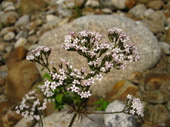Valeriana alternifolia