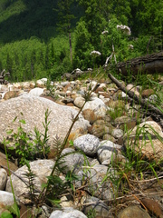 Valeriana alternifolia