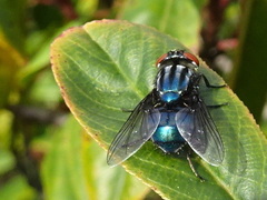 Compsomyiops callipes