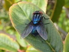 Compsomyiops callipes