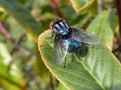 Compsomyiops callipes