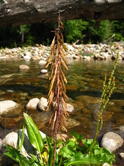 Macropodium nivale