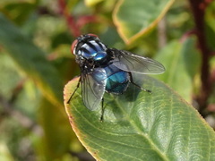 Compsomyiops callipes