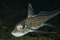 Rabbit Fish photo 4