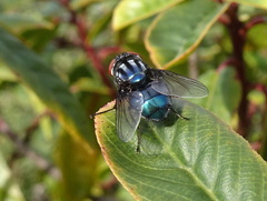 Compsomyiops callipes