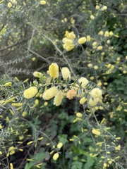 Acacia verticillata