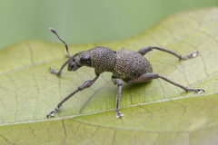 Metapocyrtus adspersus