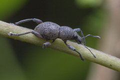 Metapocyrtus adspersus