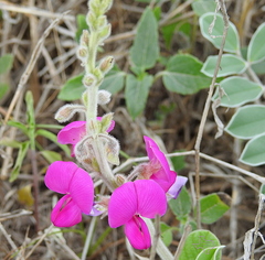 Tephrosia lindheimeri
