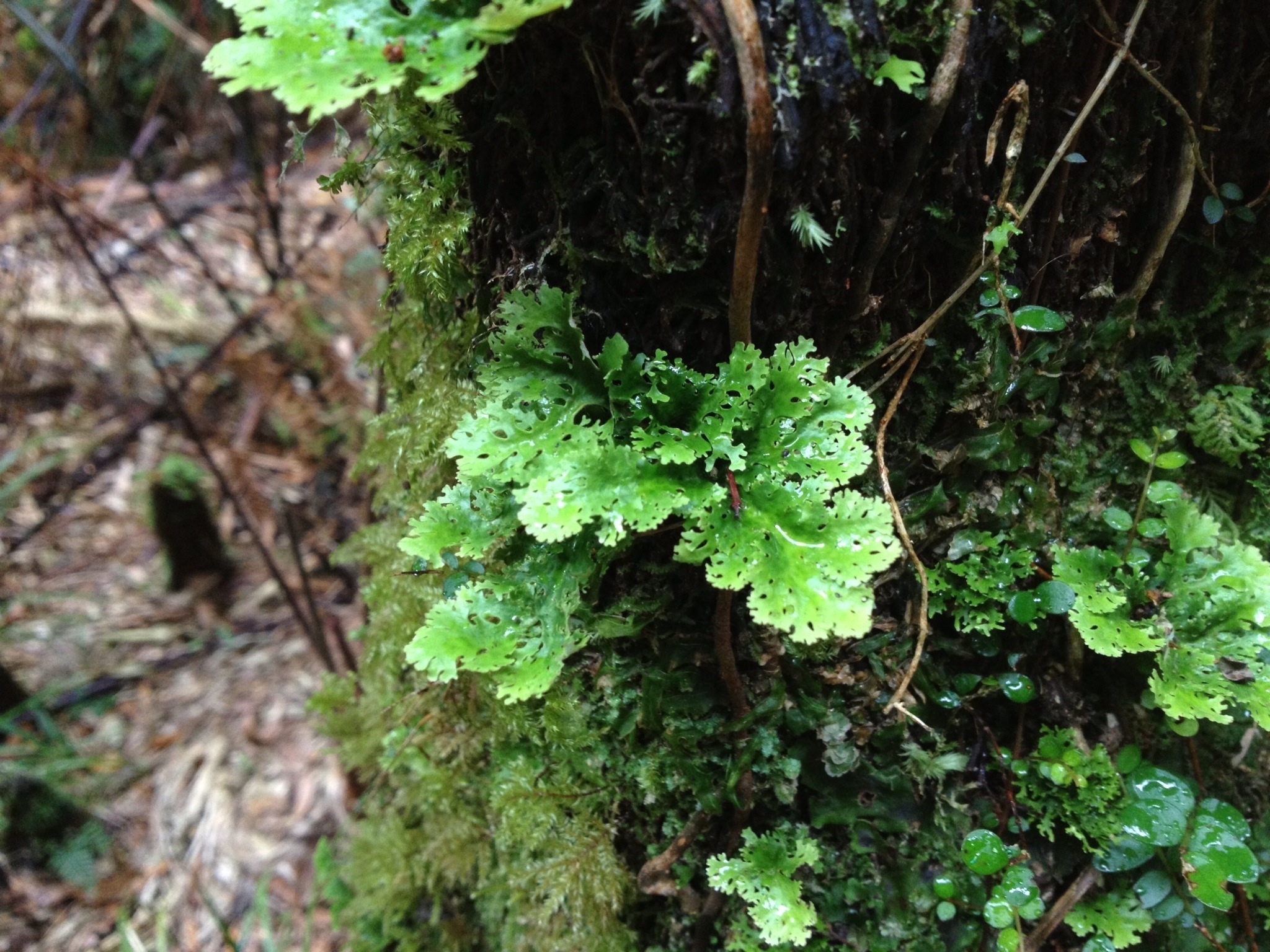 Sticta filix image