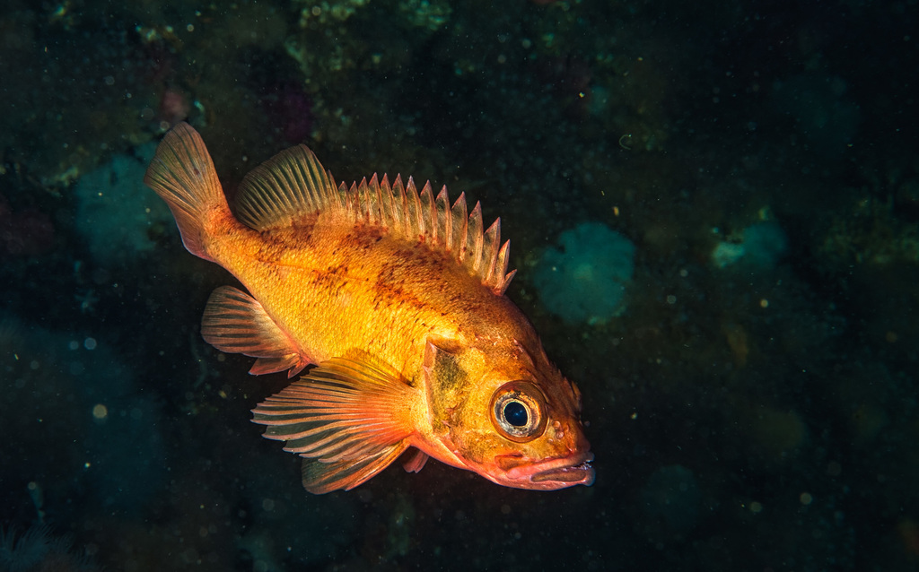 Norway Haddock
