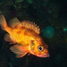Norway Redfish - Photo (c) Vebjørn Karlsen, some rights reserved (CC BY-NC), uploaded by Vebjørn Karlsen