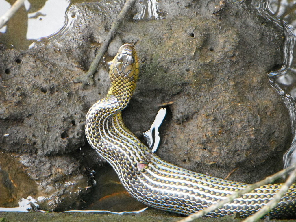 Military Ground Snake from Pontal do Paraná - PR, 83255-000, Brasil on ...