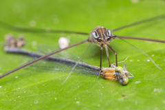 Limnometra