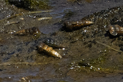 Cerithideopsis californica