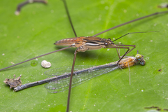 Limnometra