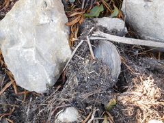 Pyganodon grandis