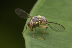 Bactrocera