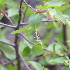 Prunus serotina virens