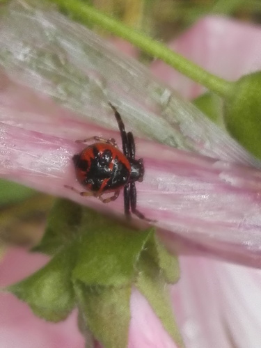 Subspecies Synema Globosum Nigriventre · Inaturalist