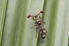 Diopsidae