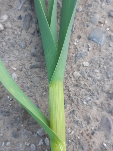 Allium sativum