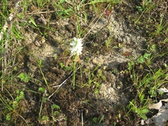 Spiranthes magnicamporum