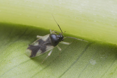 Ernestinus siamensis