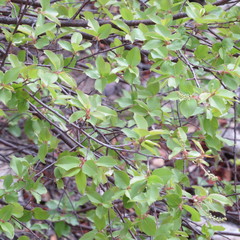 Prunus serotina virens