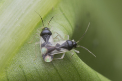 Ernestinus siamensis