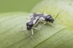 Ernestinus siamensis